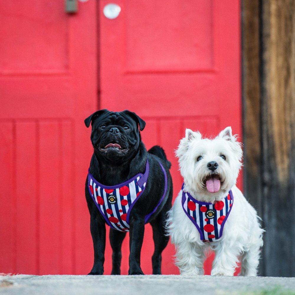 Winston Manner Dog Harness in Bouncy Ball